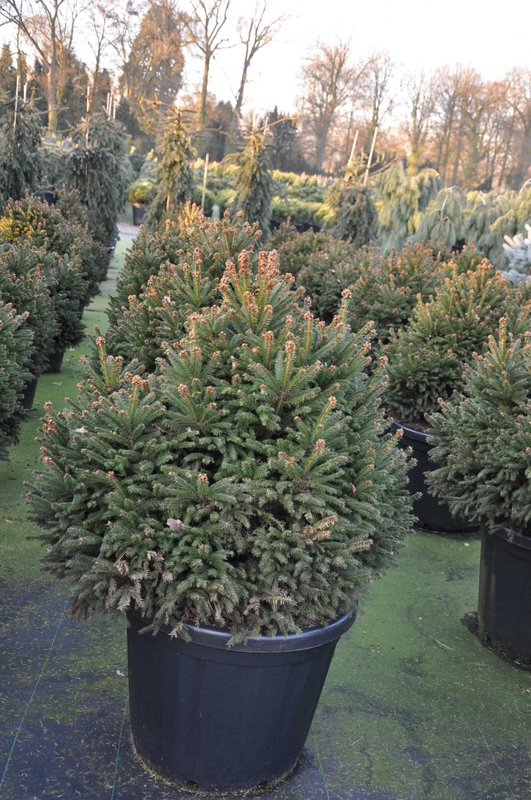 Ель обыкновенная Пигмея (Picea abies 'Pygmaea')