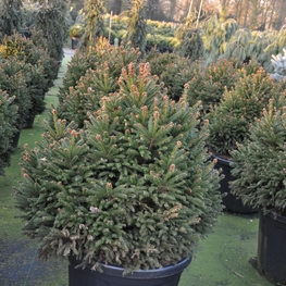 Ель обыкновенная Пигмея (Picea abies 'Pygmaea')