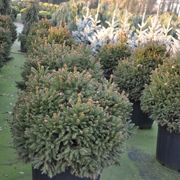 Ель обыкновенная Пигмея (Picea abies 'Pygmaea')