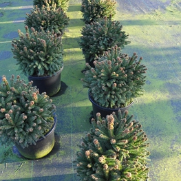 Ель обыкновенная Пигмея (Picea abies 'Pygmaea')