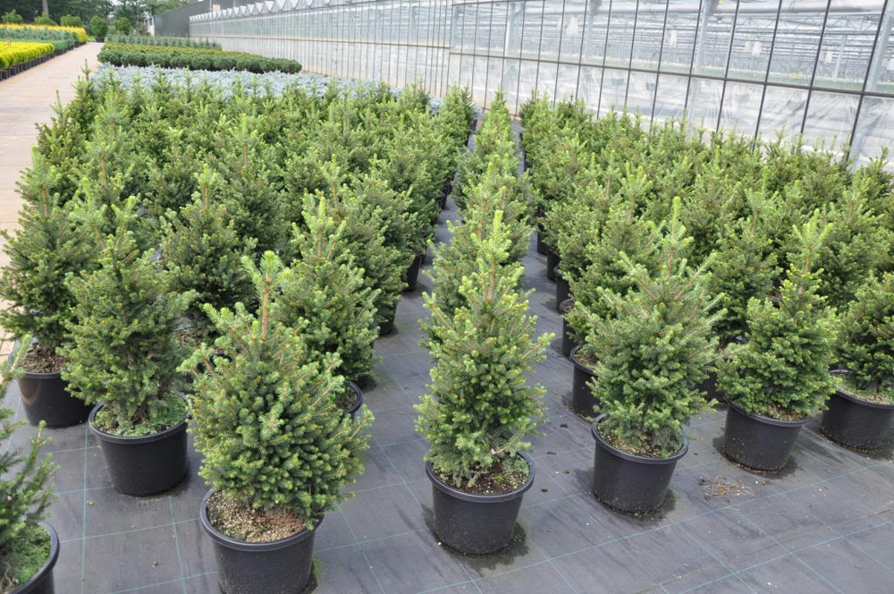 Ель обыкновенная Виллс Цверг (Picea abies 'Will's Zwerg')