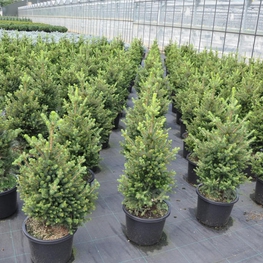 Ель обыкновенная Виллс Цверг (Picea abies 'Will's Zwerg')