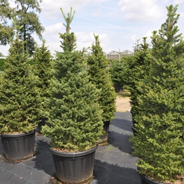 Ель обыкновенная Виллс Цверг (Picea abies 'Will's Zwerg')