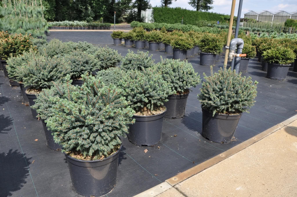 Ель канадская Эхиниформис (Picea glauca 'Echiniformis')