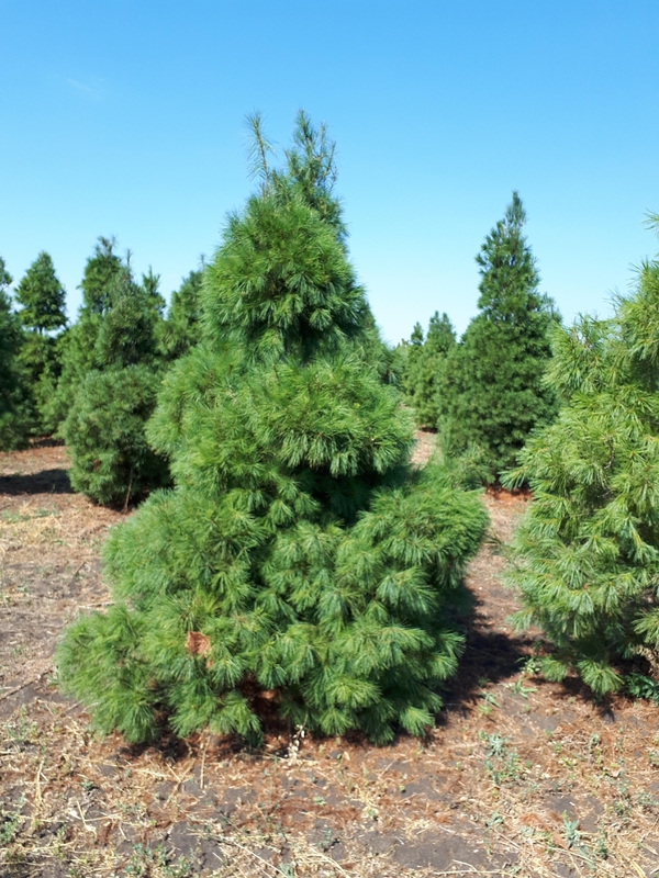 Сосна веймутова (Pinus strobus) Extra