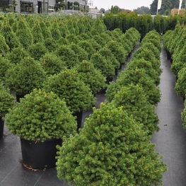 Ель обыкновенная Томпа (Picea abies 'Tompa')