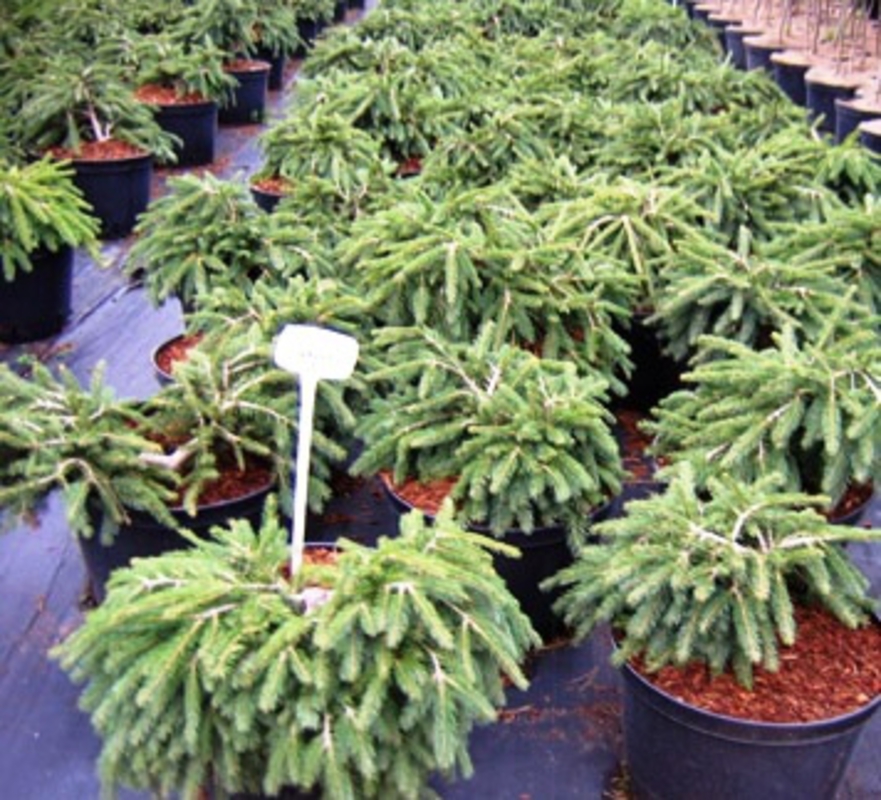 Ель обыкновенная Форманек (Picea abies 'Formanek')