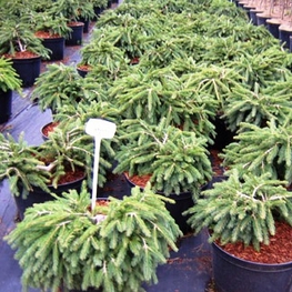 Ель обыкновенная Форманек (Picea abies 'Formanek')