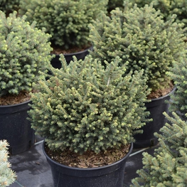 Ель сербская Карел (Picea omorika 'Karel')