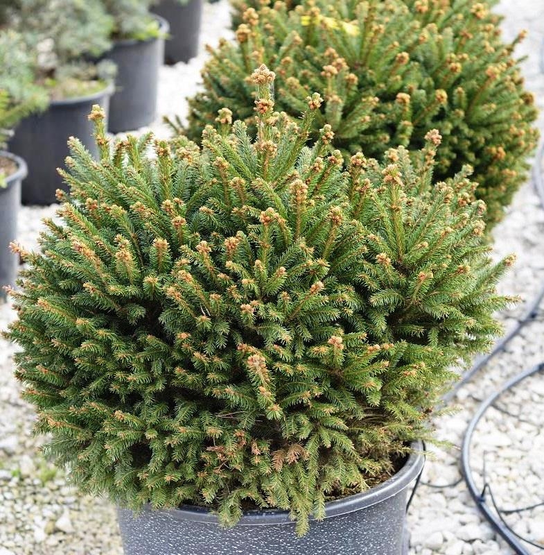 Ель обыкновенная Барри (Picea abies 'Barryi')