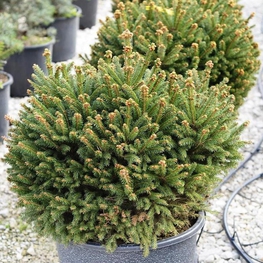 Ель обыкновенная Барри (Picea abies 'Barryi')