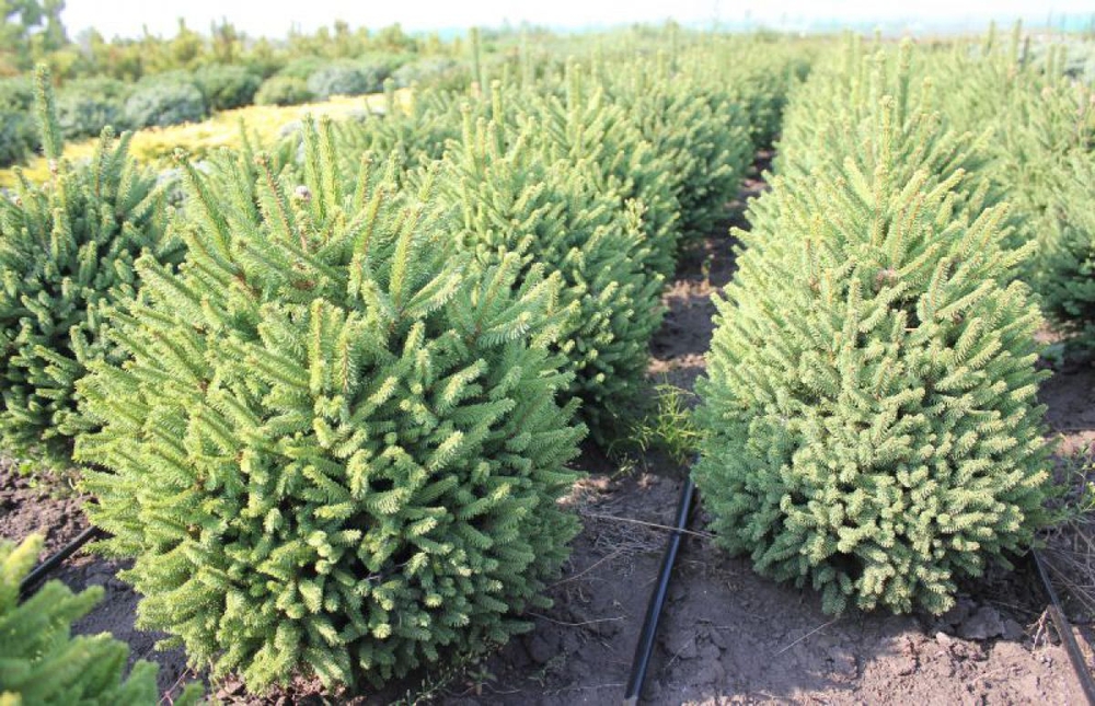 Ель обыкновенная Компакта (Picea abies 'Compacta')