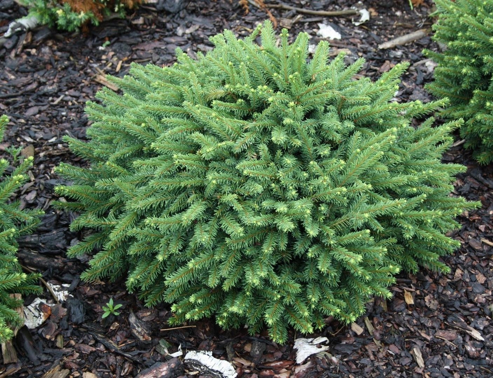 Ель обыкновенная Пумила Глаука (Picea abies 'Pumila Glauca')