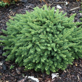 Ель обыкновенная Пумила Глаука (Picea abies 'Pumila Glauca')