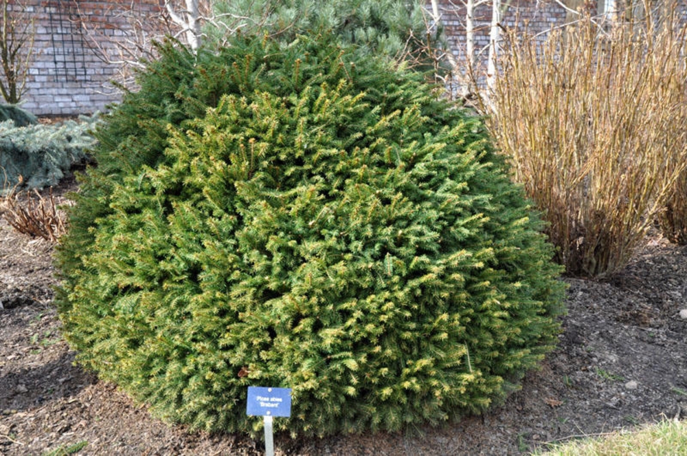 Ель обыкновенная Брабант (Picea abies 'Brabant')