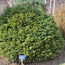 Ель обыкновенная Брабант (Picea abies 'Brabant')
