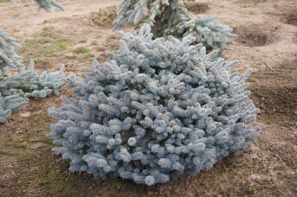 Ель колючая Монтгомери (Picea pungens 'Montgomery')