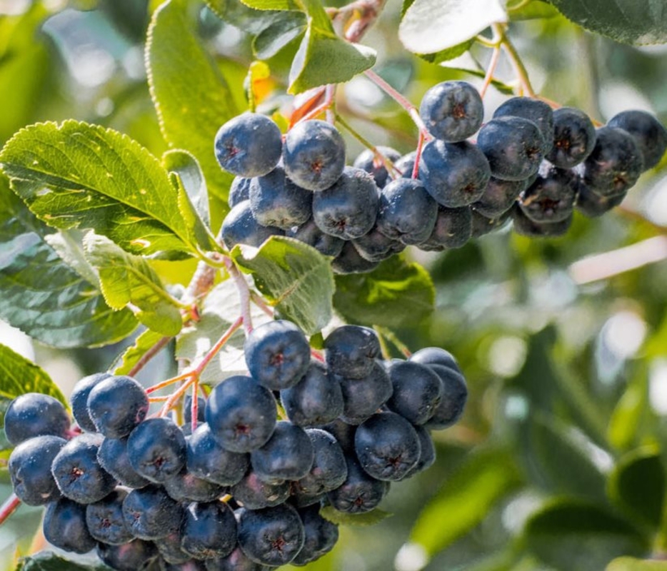 Арония черноплодная Истланд (Aronia melanocarpa 'Eastland')