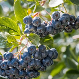 Арония черноплодная Истланд (Aronia melanocarpa 'Eastland')