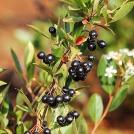 Арония черноплодная Хугин (Aronia melanocarpa 'Hugin')
