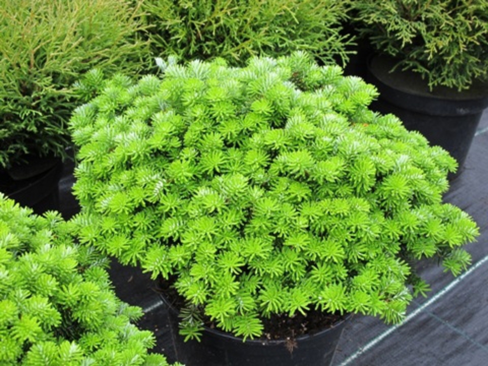 Пихта корейская Бриллиант (Abies koreana 'Brillant')