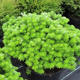 Пихта корейская Бриллиант (Abies koreana 'Brillant')