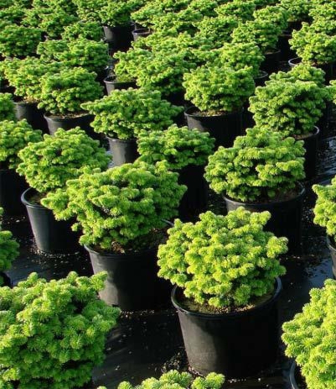 Пихта бальзамическая Нана (Abies balsamea 'Nana')