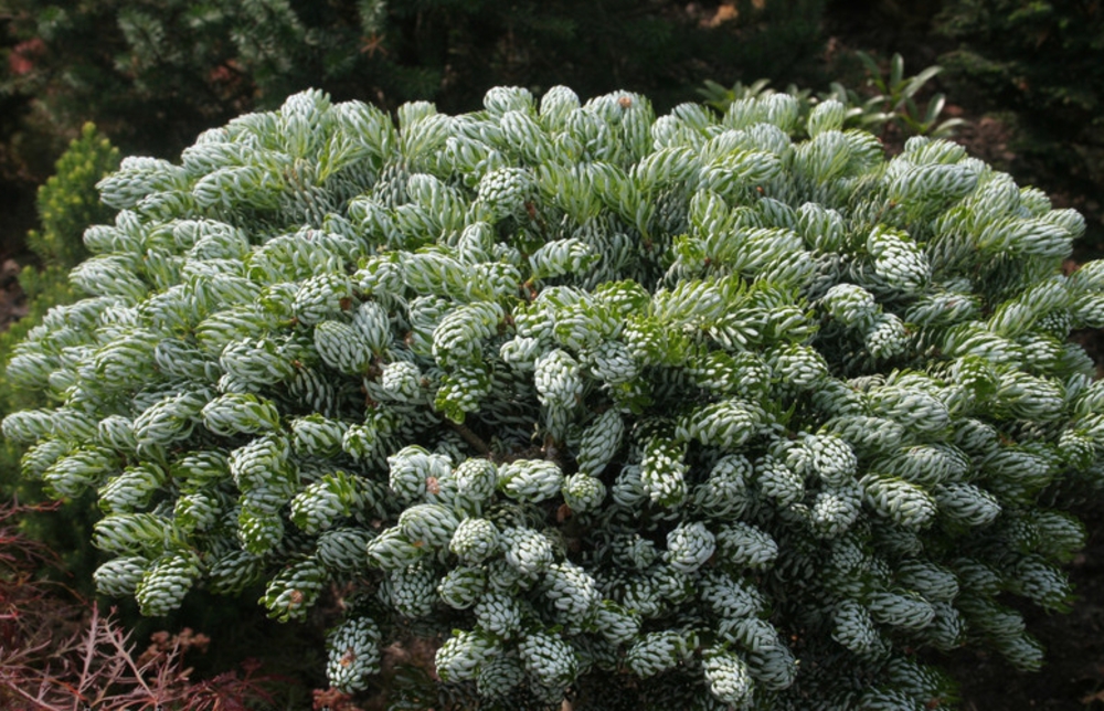 Пихта корейская Кохоутс Айсбрекер (Abies koreana 'Kohout's Icebreaker')