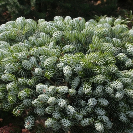 Пихта корейская Кохоутс Айсбрекер (Abies koreana 'Kohout's Icebreaker')