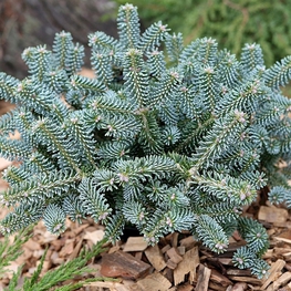 Пихта корейская Блю Император (Abies koreana 'Blue Emperor')