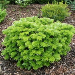 Пихта корейская Тундра (Abies koreana 'Tundra')