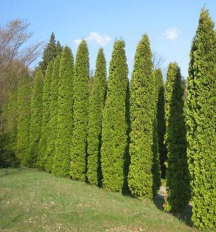 Туя западная Малоньяна (Thuja occidentalis 'Malonyana')