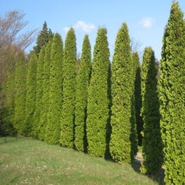 Туя западная Малоньяна (Thuja occidentalis 'Malonyana')