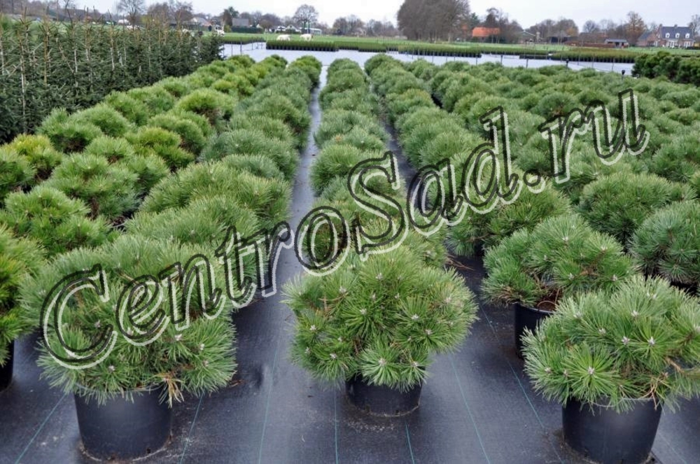 Сосна черная Хорнибрукиана (Pinus nigra 'Hornibrookiana')