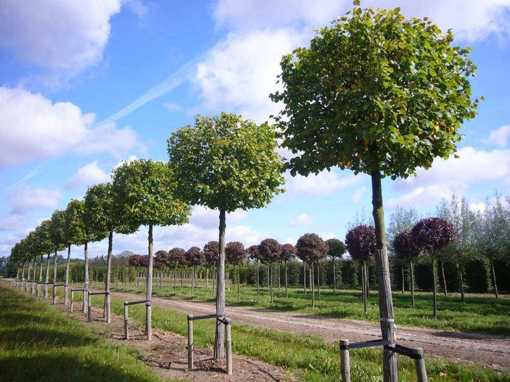 Липа крупнолистная (Tilia platyphyllos)