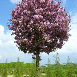 Яблоня гибридная Рудольф (Malus × hybrida 'Rudolph')