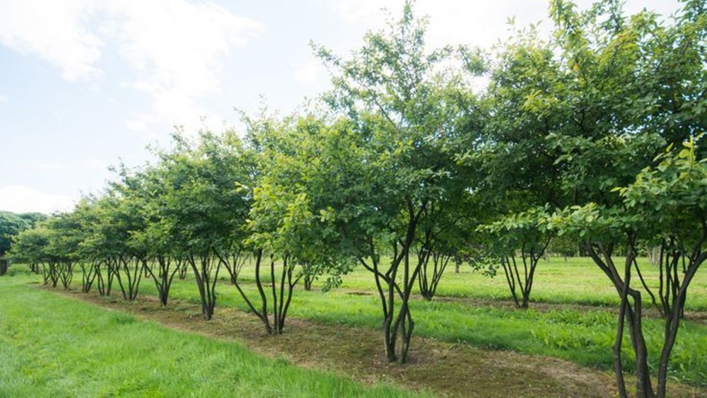 Ирга овальнолистная (Amelanchier ovalis)