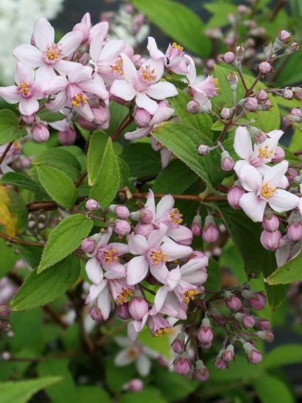 Дейция гибридная Монт Роуз (Deutzia × hybrida 'Mont Rose')