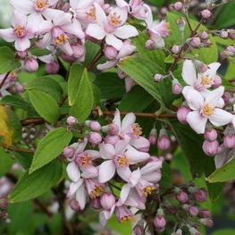 Дейция гибридная Монт Роуз (Deutzia × hybrida 'Mont Rose')