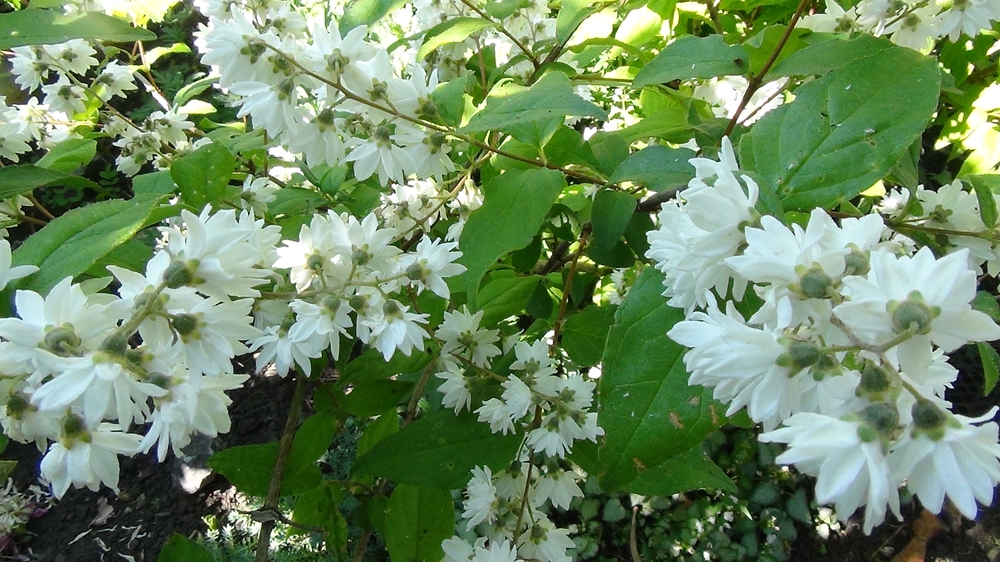 Дейция шершавая (Deutzia scabra)