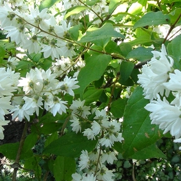 Дейция шершавая (Deutzia scabra)