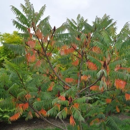 Сумах оленерогий (Rhus typhina)