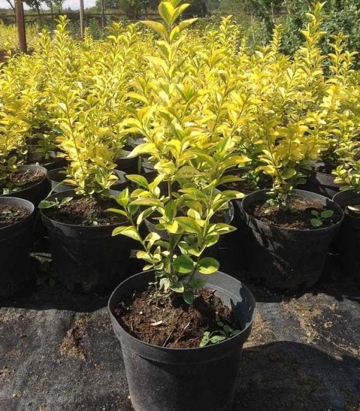 Бирючина обыкновенная Ауреум (Ligustrum vulgare 'Aureum')
