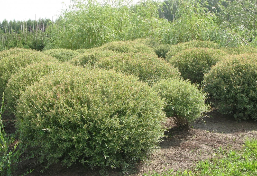 Ива пурпурная Нана (Salix purpurea 'Nana')