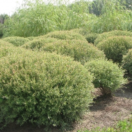 Ива пурпурная Нана (Salix purpurea 'Nana')