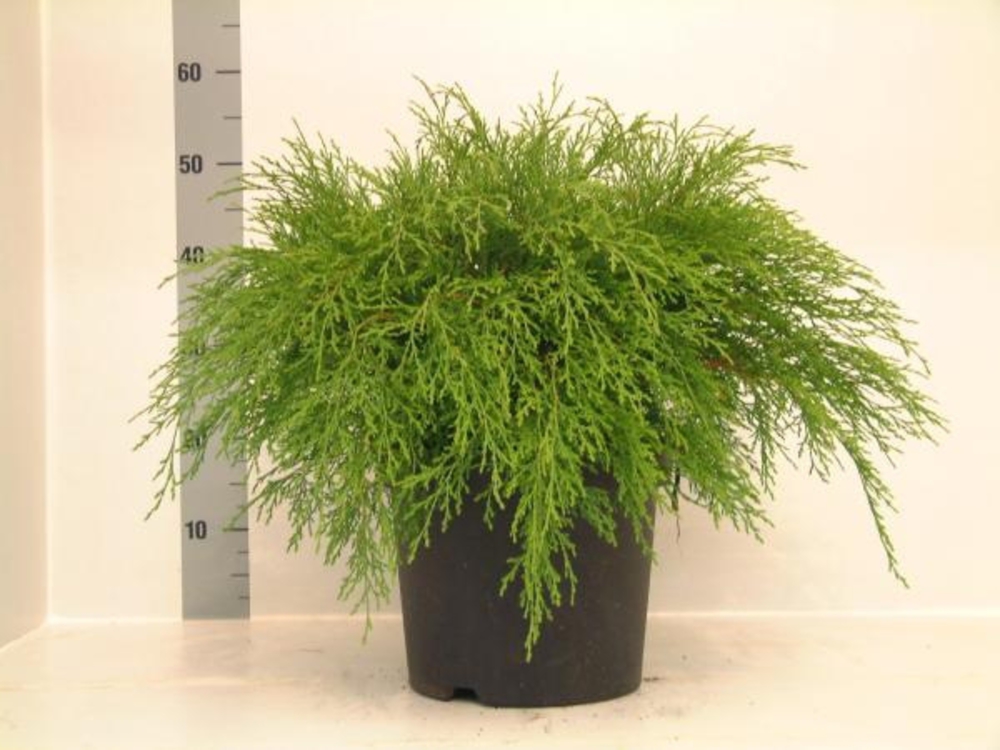 Кипарисовик горохоплодный Филифера Нана (Chamaecyparis pisifera 'Filifera Nana')