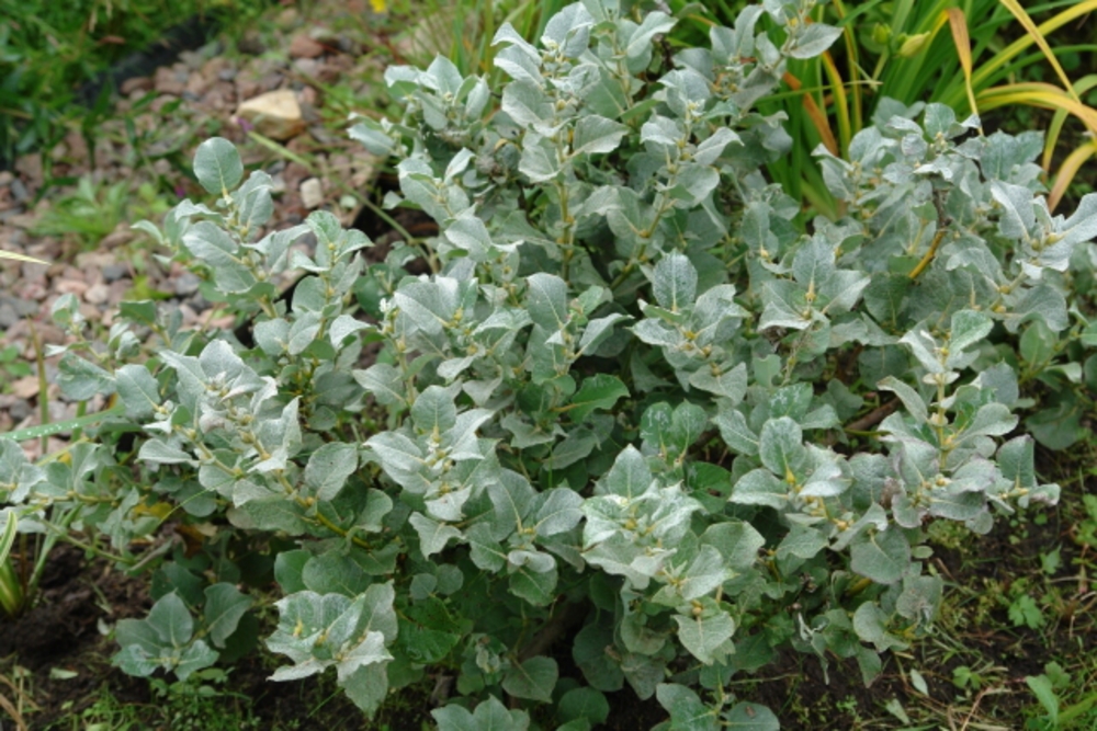 Ива мохнатая Ланата (Salix lanata 'Lanata')