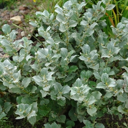 Ива мохнатая Ланата (Salix lanata 'Lanata')