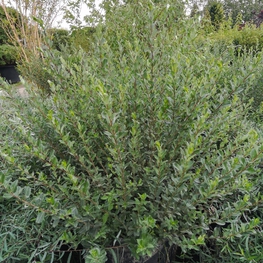 Ива ползучая Аргентеа (Salix repens 'Argentea')