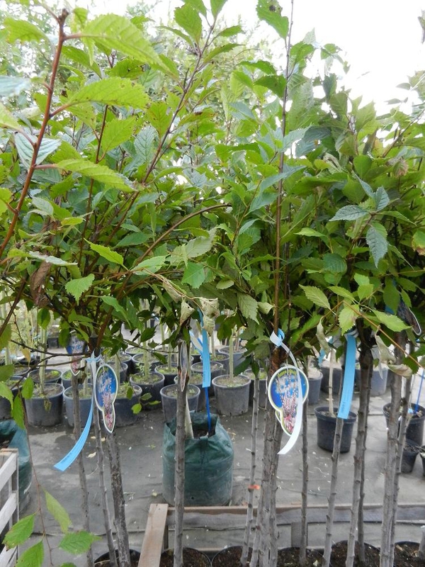 Миндаль обыкновенный (Prunus dulcis)